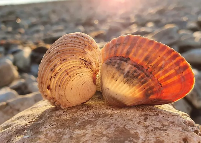 Apartman Evita Medulin