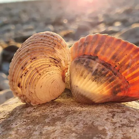 Apartmán Evita Medulin